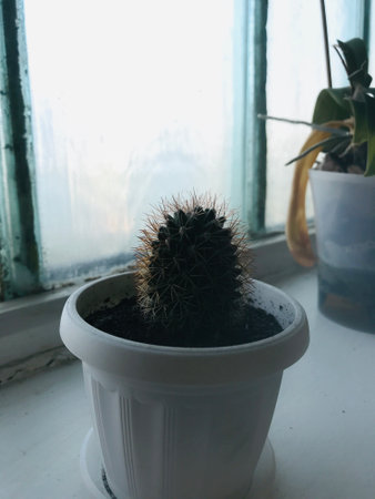 Cactus sits in a pot by a large window, glowing in sunlight.の写真素材