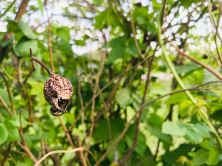 Dried seed pod resting on vine surrounded by greenery
