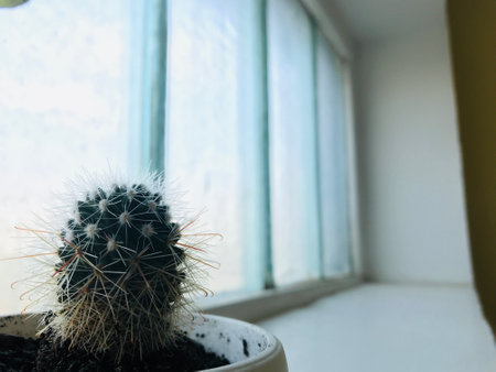 Cactus sits in a pot by a large window, glowing in sunlight.の写真素材