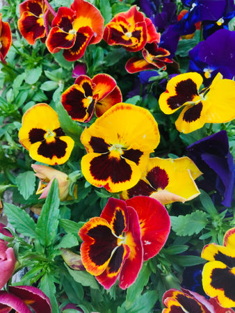 Colorful pansy flowers in full bloom showcasing liveliness.の写真素材