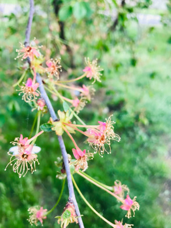 Delicate pink flowers emerge on a tree branch in spring.の写真素材