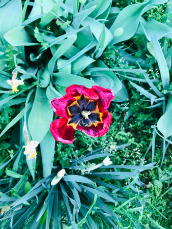 Vibrant red tulips with dark centers amidst green foliage