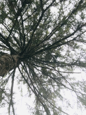 Branches stretch widely toward the sky from a sturdy tree.の写真素材