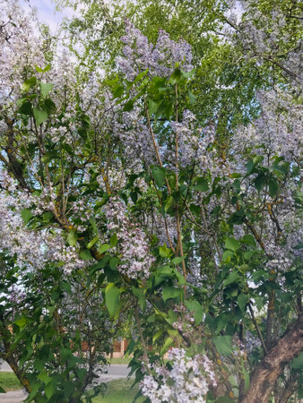 Lush lilac flowers bloom vibrantly under the spring sun.の写真素材