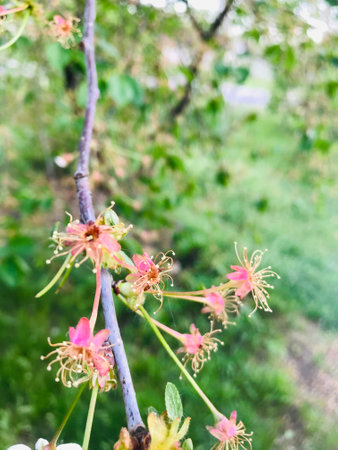 Delicate pink flowers emerge on a tree branch in spring.