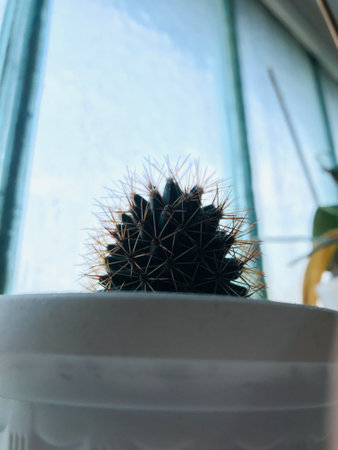 Cactus sits in a pot by a large window, glowing in sunlight.の写真素材