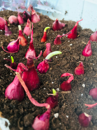 Vibrant onions beginning to sprout from nutrient-rich soilの写真素材