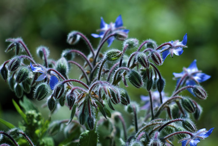 Close-up of a blue meadow flower on a green fuzzy backgroundの写真素材