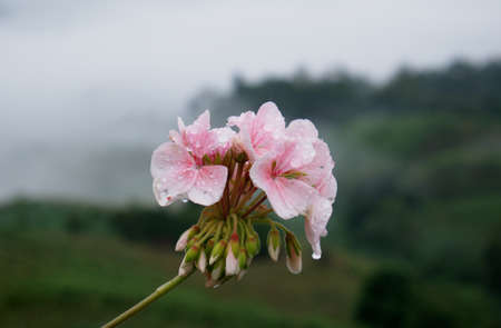 flower in Nan with blur background.の写真素材