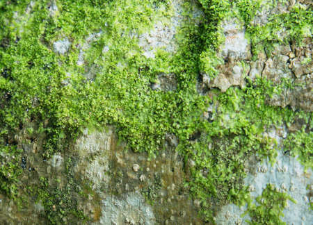 Nice moss texture on tree bark.の写真素材