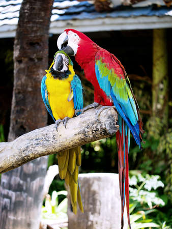 Couple of macaws in romance scene with blur background.の写真素材