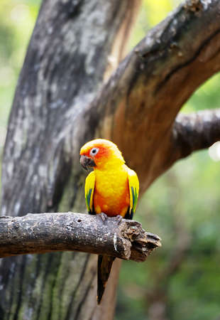 Conure relaxing on a tree with blur background.の写真素材