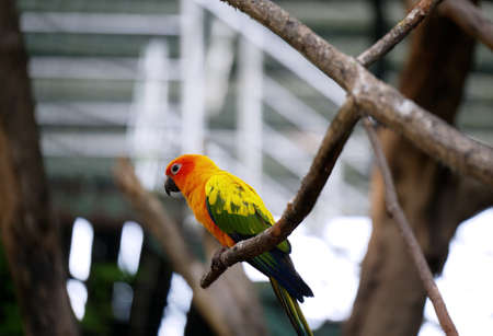 Conure relaxing on a tree with blur background.の写真素材