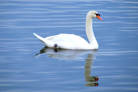 Swanの写真素材