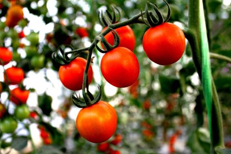 Red Tomatoの写真素材