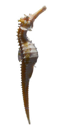 3d Rendering of Full body orange and white sea horse on white backgroundの写真素材