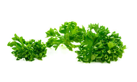 Parsley on a white background.green leaves of parsley isolated on white backgroundの写真素材