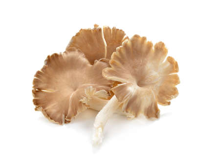 fresh Oyster Mushroom on white background. Mushroom brown isolated. Angel mushroomの写真素材