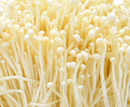 Fresh white mushrooms closeup-texture. Background from many mushroomsの写真素材