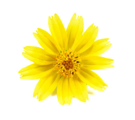 yellow flowers isolated on white backgroundの写真素材