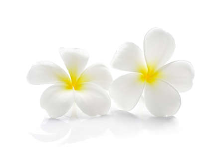 Frangipani flower isolated on whiteの写真素材