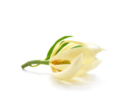 Champee Thai Flowers on white backgroundsの写真素材