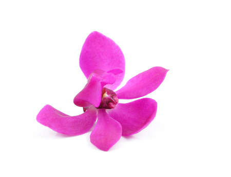 Pink orchid flower isolated on white backgroundの写真素材