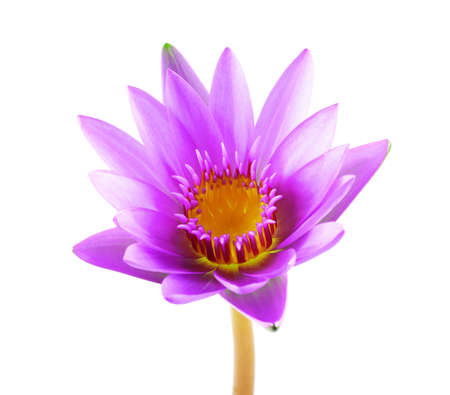 purple lotus flower isolated on white background. Beautiful lotus. Single lotus flower isolated on white , Water Lilyの写真素材