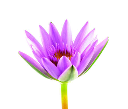 purple lotus flower isolated on white background. Beautiful lotus. Single lotus flower isolated on white , Water Lilyの写真素材