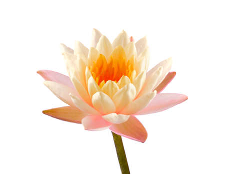 lotus flower isolated on white background. Beautiful lotus. Single lotus flower isolated on white , Water Lilyの写真素材