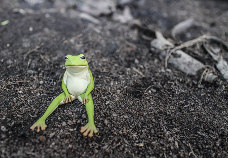 Frog is on dry land