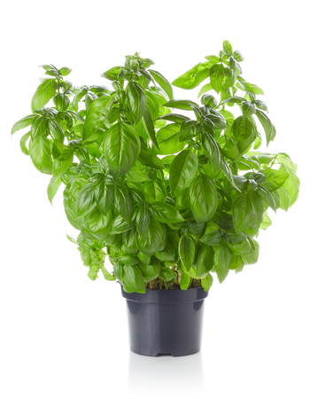 Basil in black plastic pot isolated on white backgroundの写真素材