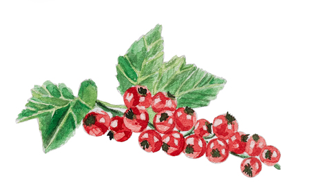 Hand drawn bunch of redcurrant isolated on white background, watercolor illustrationの写真素材
