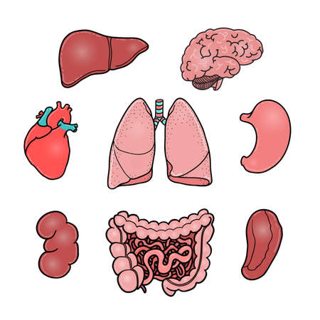 Set of human internal organs - brain, heart, liver, kidney, intestine, stomach, lungs, spleen,...