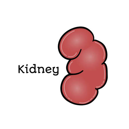 Human kidney, anatomical vector illustration isolated on white background. Healthy human kidney, abdominal organ, anatomical illustration, physiology, healthcareの写真素材