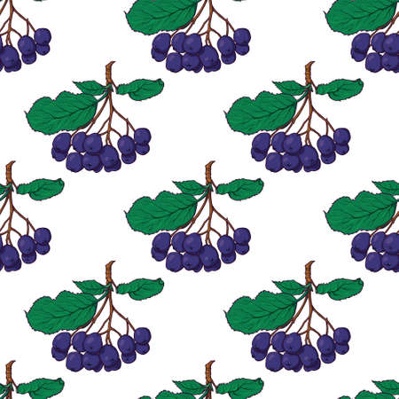 Hand-drawn seamless pattern with hanging bunches of chokeberry, black rowan berries, sketch style vector illustration on white background.のイラスト素材