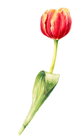 Isolated watercolor tulip on white background. Hand drawn botanical illustrationの写真素材