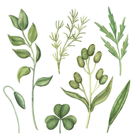 Set of wild summer greenery - wild meadow plants, stems and leaves, watercolour raster illustration isolated on white background. Set of hand-drawn watercolor greenery, green herbs and plantsの写真素材