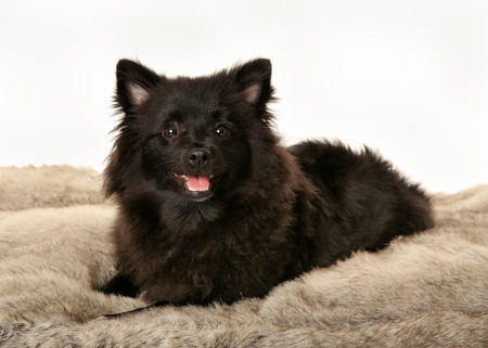 Black volpino italiano dog posing for the photographer.の写真素材