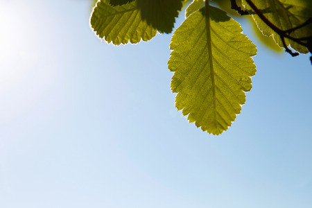 A few green leaves against a clear blue sky 
