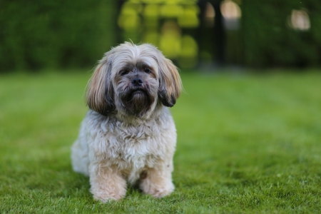 Portrait of sitting shih tzu dog facing the camera.