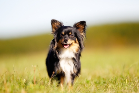Portrait of chihuahua dog walking towards the camera.の写真素材