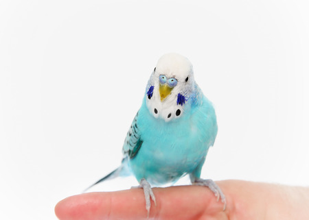 Budgerigar sitting on finger
