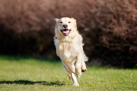 Beautiful purebred dog running outside during summer time.
