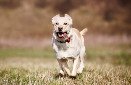 Beautiful purebred dog running directly towards the camera.の写真素材