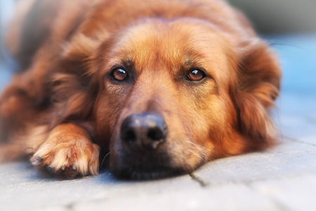 Relaxed mixed-breed dog looking directly at the camera.の写真素材