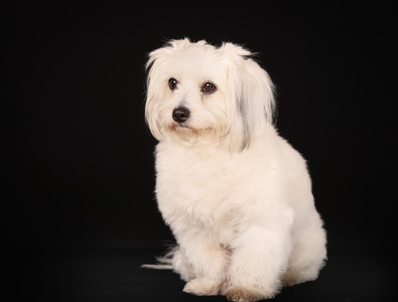 Studio shot of little white purebred Coton de Tulear dog.