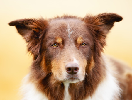 Brown border collie lying outside and looking at the camera.の写真素材
