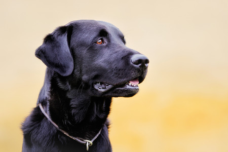 Black pedigree labrador retriever dog with yellow brick wall in the background.の写真素材