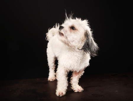 Studio shot of purebred Bichon Havanais dog during grooming session at dog salon.